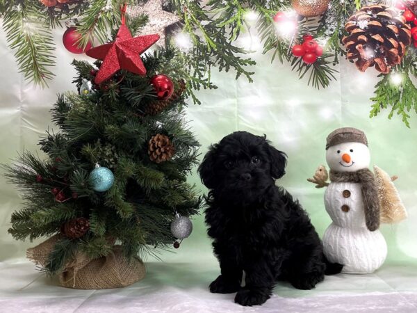 Havanese/Poodle-DOG-Male-Black-24346-Petland Scottsdale, Arizona
