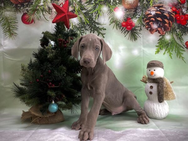 Weimaraner-DOG-Male-Silver Gray-24367-Petland Scottsdale, Arizona