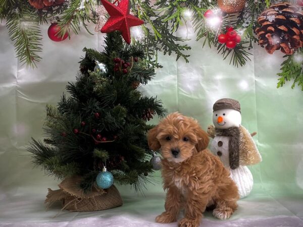 F1B Mini Goldendoodle-DOG-Female-Golden-24364-Petland Scottsdale, Arizona