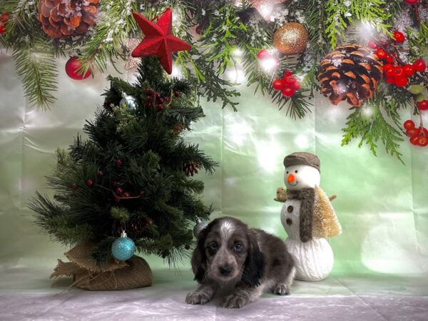 Dachshund-DOG-Male-Blue-24362-Petland Scottsdale, Arizona