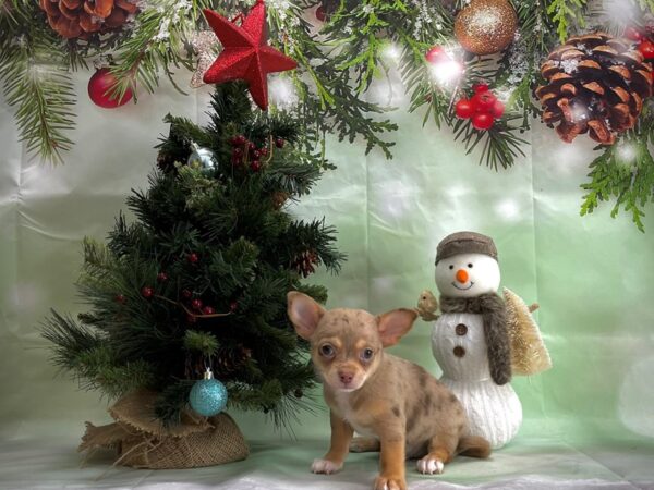 Chihuahua-DOG-Male-Chocolate Merle / Tan-24361-Petland Scottsdale, Arizona