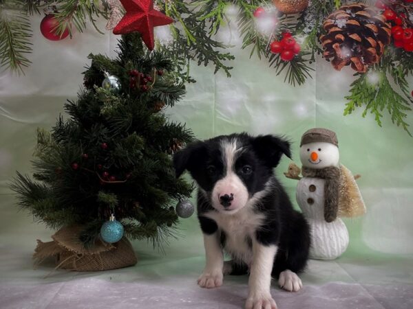 Border Collie-DOG-Male-Black / White-24360-Petland Scottsdale, Arizona
