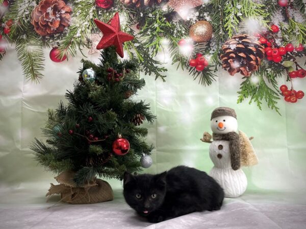 Domestic Cat-CAT-Male-Black-24358-Petland Scottsdale, Arizona