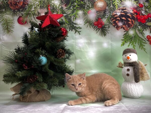 Domestic Cat-CAT-Male-Yellow-24357-Petland Scottsdale, Arizona