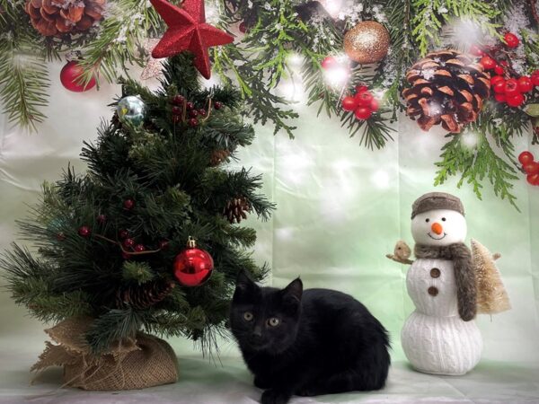 Domestic Cat-CAT-Female-Black-24356-Petland Scottsdale, Arizona