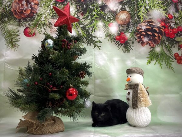 Domestic Cat-CAT-Female-Black-24355-Petland Scottsdale, Arizona