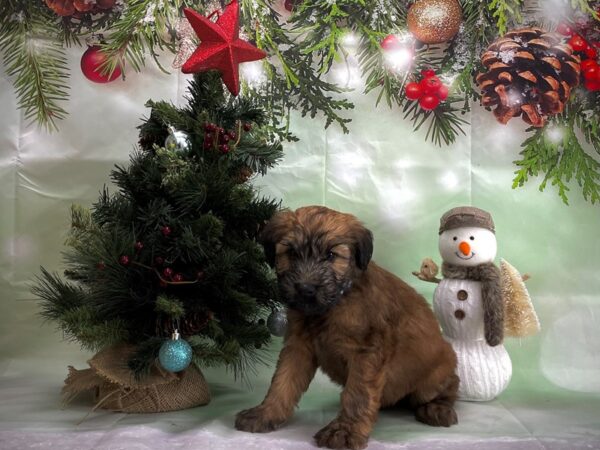 Soft Coated Wheaten Terrier-DOG-Male-Wheaten-24354-Petland Scottsdale, Arizona