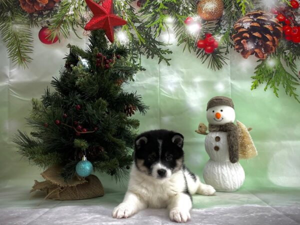Shiba Inu-DOG-Male-Black / Tan-24352-Petland Scottsdale, Arizona