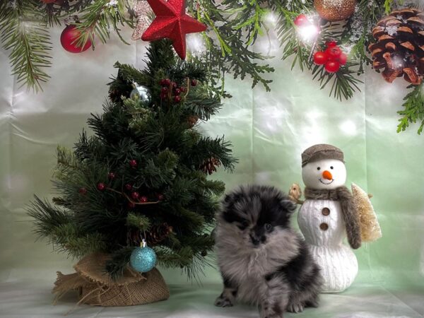 Pomeranian-DOG-Male-Blue Merle-24350-Petland Scottsdale, Arizona