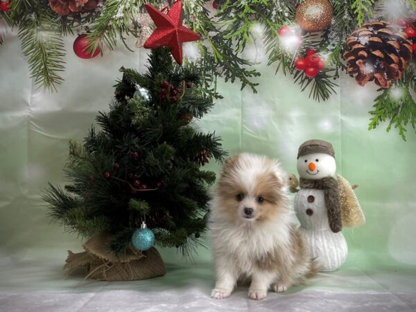 Pomeranian-DOG-Female-Red Merle-24349-Petland Scottsdale, Arizona