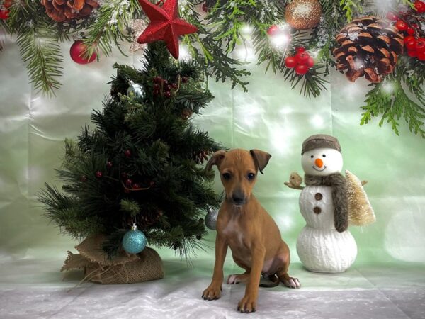 Italian Greyhound-DOG-Female-Fawn-24347-Petland Scottsdale, Arizona