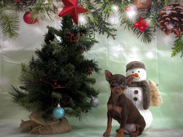 Miniature Pinscher-DOG-Male-Chocolate / Tan-24372-Petland Scottsdale, Arizona