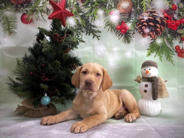 Labrador Retriever-DOG-Male-Yellow-24371-Petland Scottsdale, Arizona