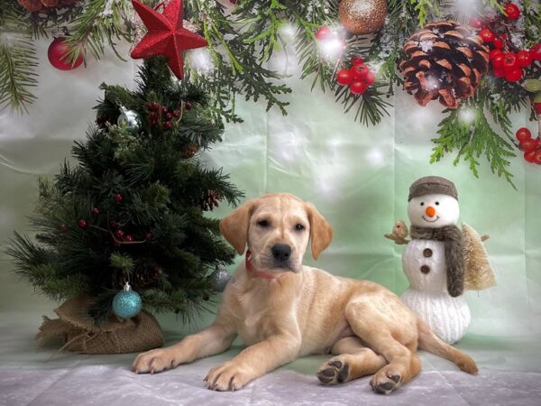 Labrador Retriever-DOG-Female-Yellow-24370-Petland Scottsdale, Arizona