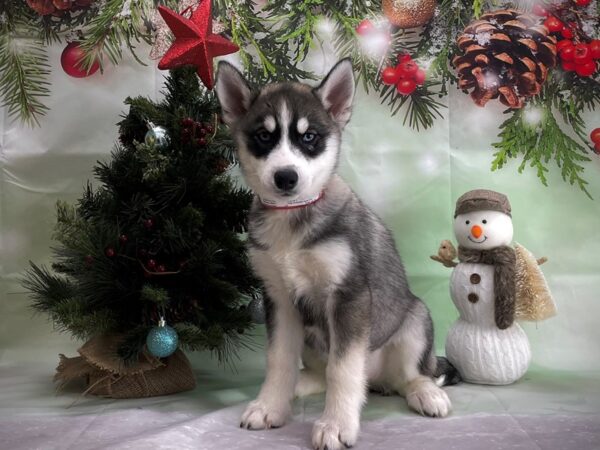 Siberian Husky-DOG-Female-Gray / White-24369-Petland Scottsdale, Arizona