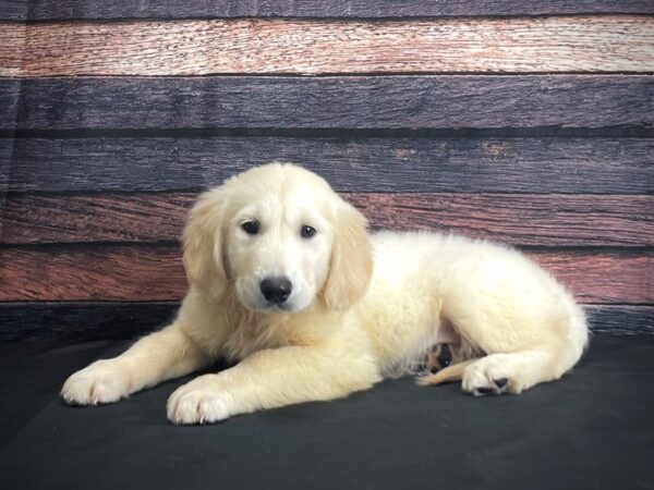 English Cream Golden Retriever-DOG-Male-Cream-24316-Petland Scottsdale, Arizona