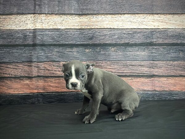Boston Terrier-DOG-Male-Blue / White-24374-Petland Scottsdale, Arizona