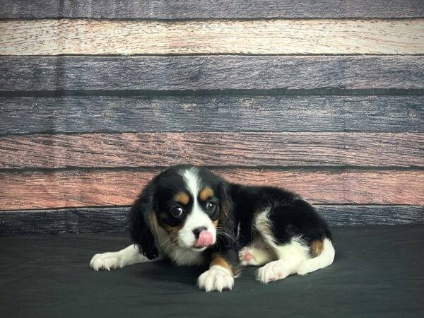 Cavalier King Charles Spaniel-DOG-Male-White Black / Tan-24375-Petland Scottsdale, Arizona