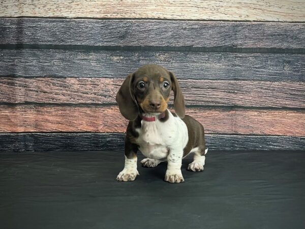 Dachshund-DOG-Female-Chocolate / Tan-24376-Petland Scottsdale, Arizona