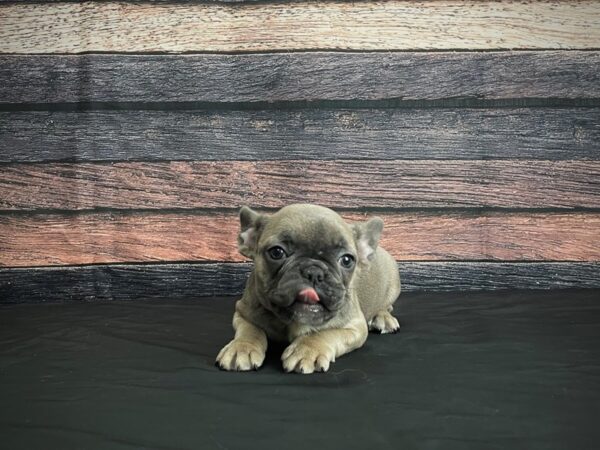 French Bulldog-DOG-Female-Blue Fawn-24377-Petland Scottsdale, Arizona