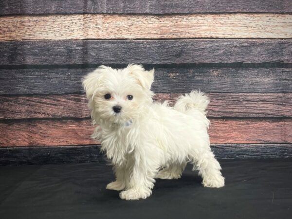 Maltese-DOG-Male-White-24379-Petland Scottsdale, Arizona