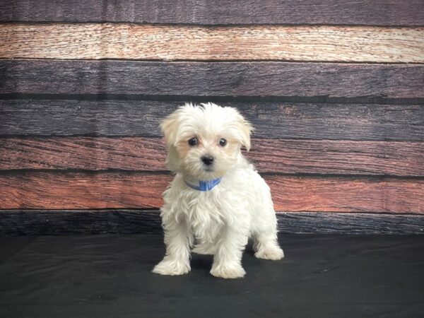 Maltese-DOG-Male-White-24380-Petland Scottsdale, Arizona