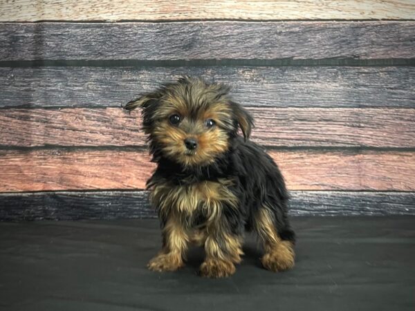 Yorkshire Terrier-DOG-Female-Black / Tan-24381-Petland Scottsdale, Arizona