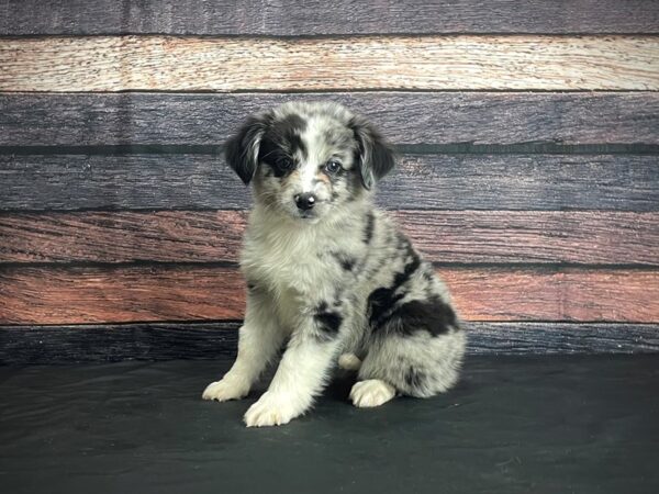 Miniature Australian Shepherd-DOG-Female-Blue Merle-24382-Petland Scottsdale, Arizona