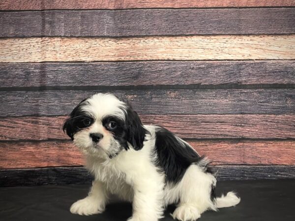 F1B Zuchon-DOG-Male-Black / White-24383-Petland Scottsdale, Arizona