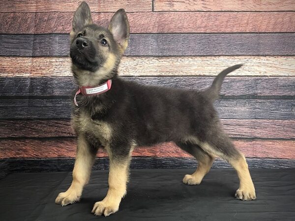 German Shepherd Dog-DOG-Female-Black / Tan-24384-Petland Scottsdale, Arizona