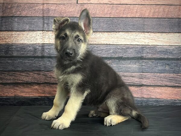 German Shepherd Dog-DOG-Male-Black / Tan-24385-Petland Scottsdale, Arizona