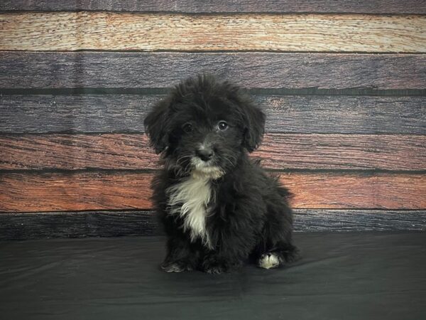 Cardigan Welsh Corgi/Poodle-DOG-Male-Black-24386-Petland Scottsdale, Arizona