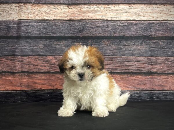 F1B Zuchon-DOG-Female-White / Gold-24387-Petland Scottsdale, Arizona