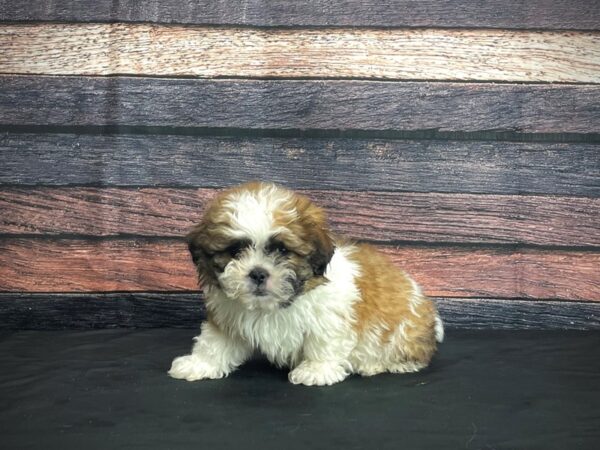F1B Zuchon-DOG-Male-White / Gold-24388-Petland Scottsdale, Arizona