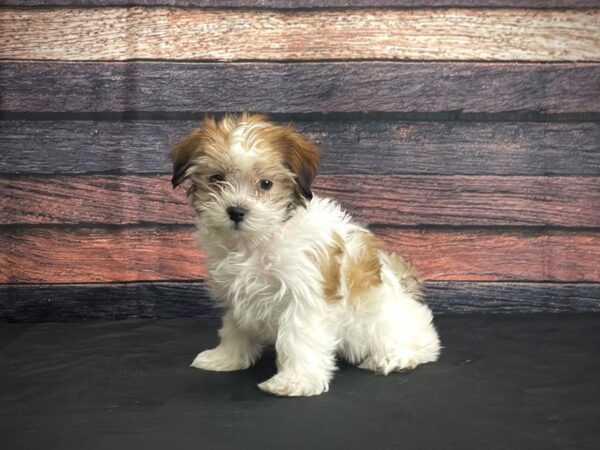 Maltese/Shih Tzu-DOG-Female-White / Gold-24389-Petland Scottsdale, Arizona