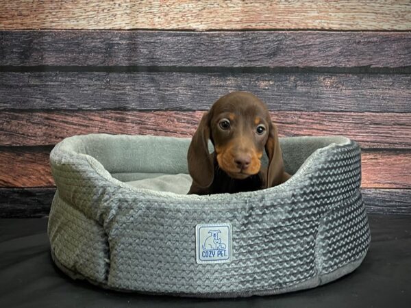 Dachshund-DOG-Male-Chocolate and Tan-24417-Petland Scottsdale, Arizona
