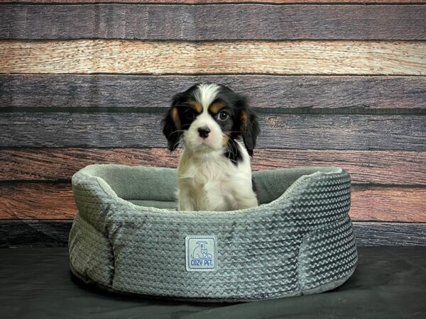 Cavalier King Charles Spaniel-DOG-Male-Black White / Tan-24416-Petland Scottsdale, Arizona