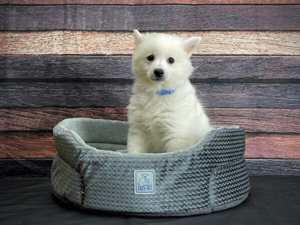 American Eskimo Dog-DOG-Male-White-24415-Petland Scottsdale, Arizona