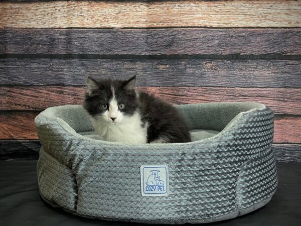 Domestic Cat-CAT-Male-Black Smoke-24414-Petland Scottsdale, Arizona