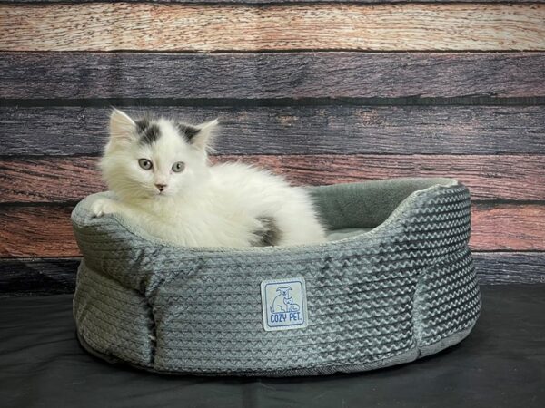 Domestic Cat-CAT-Female-White / Gray-24413-Petland Scottsdale, Arizona