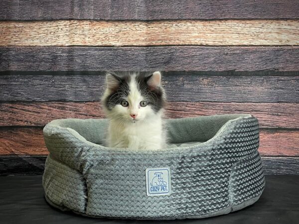 Domestic Cat-CAT-Female-White / Black-24412-Petland Scottsdale, Arizona