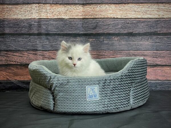 Domestic Cat-CAT-Female-White / Gray-24411-Petland Scottsdale, Arizona