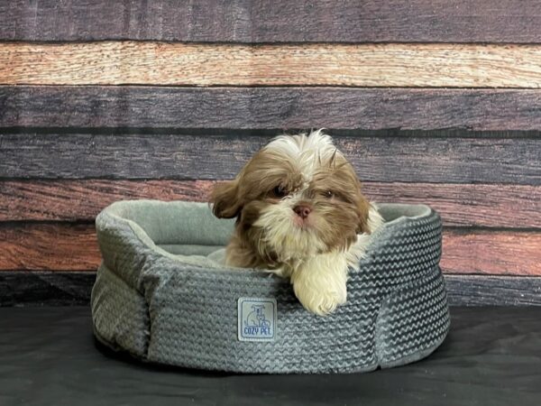 Shih Tzu-DOG-Female-Brown / White-24410-Petland Scottsdale, Arizona