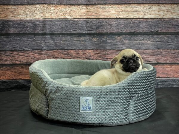 Pug-DOG-Male-Fawn-24409-Petland Scottsdale, Arizona