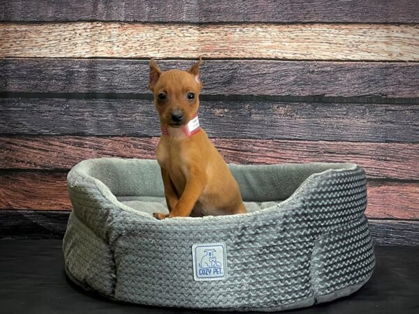 Miniature Pinscher-DOG-Female-Red-24408-Petland Scottsdale, Arizona