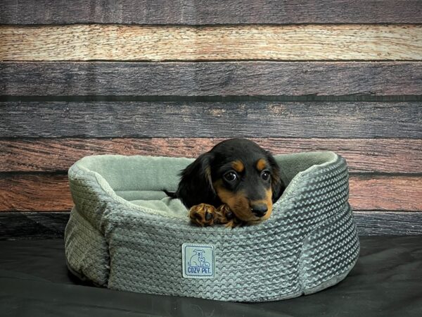 Dachshund-DOG-Female-Black / Tan-24406-Petland Scottsdale, Arizona