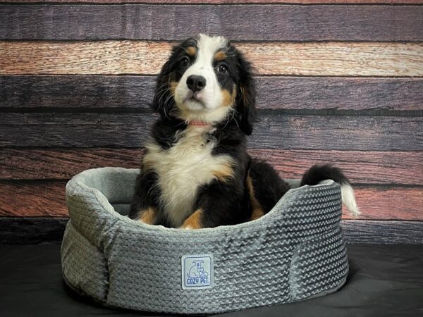 Bernese Mountain Dog-DOG-Female-Black Rust and White-24405-Petland Scottsdale, Arizona
