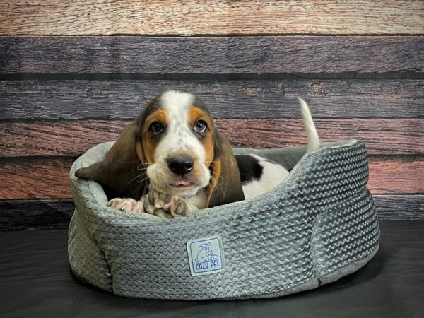 Basset Hound-DOG-Male-Black White and Tan-24404-Petland Scottsdale, Arizona