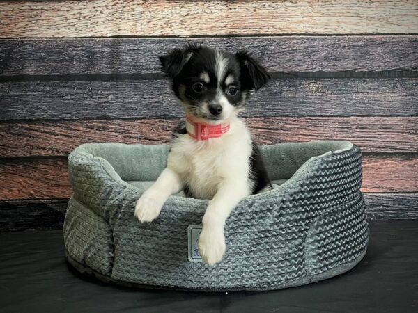 Chihuahua-DOG-Female-Black Sabled and Fawn-24403-Petland Scottsdale, Arizona