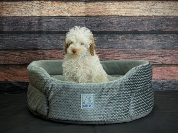 Poodle-DOG-Male-White and Apricot-24402-Petland Scottsdale, Arizona